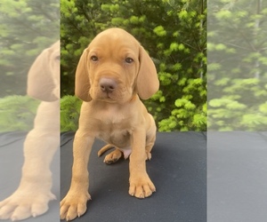 Vizsla Puppy for sale in BROOKINGS, OR, USA