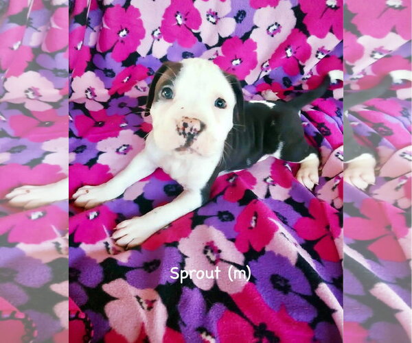 Medium Photo #1 Boxer Puppy For Sale in Dumont, NJ, USA