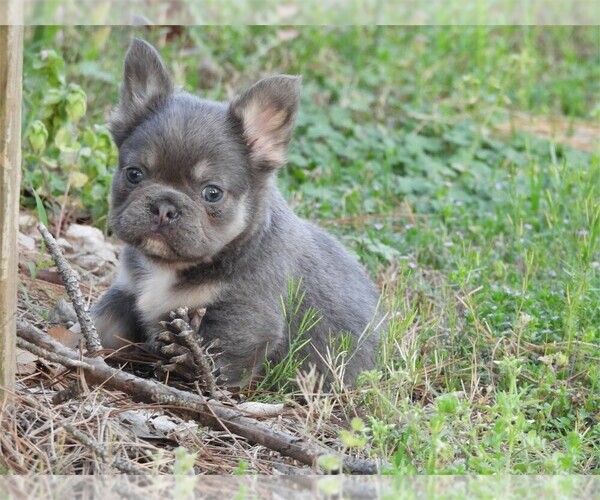 Medium Photo #14 French Bulldog Puppy For Sale in NAPLES, FL, USA