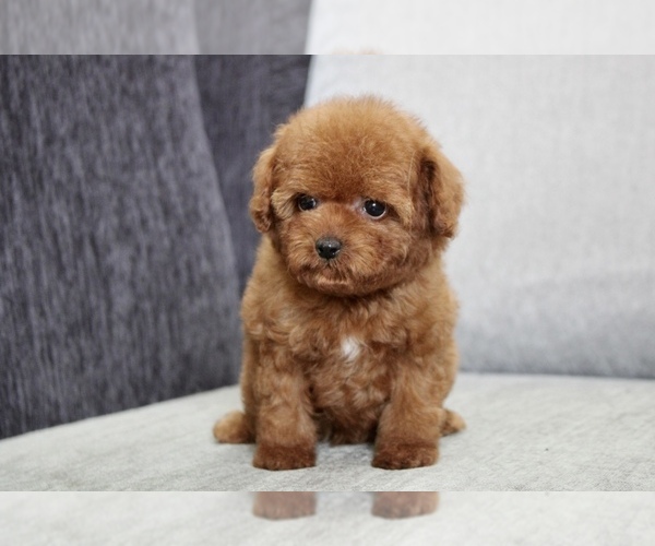 Medium Photo #6 Poodle (Toy) Puppy For Sale in LONG ISLAND CITY, NY, USA