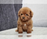 Small Photo #6 Poodle (Toy) Puppy For Sale in LONG ISLAND CITY, NY, USA