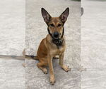 Small #5 German Shepherd Dog