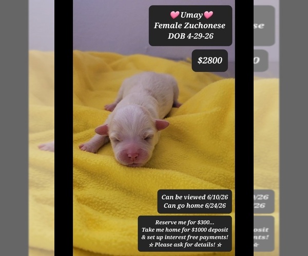 Medium Photo #1 Havanese-Zuchon Mix Puppy For Sale in TUCSON, AZ, USA