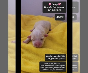 Havanese-Zuchon Mix Puppy for sale in TUCSON, AZ, USA