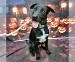 *JASPER - Male Labrador Retriever-Unknown Mix Dog for Adoption - Small photo