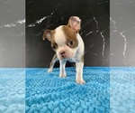 Puppy AKC Louise Boston Terrier