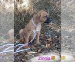 Small #2 Rhodesian Ridgeback