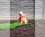 Puppy White Collar Goldendoodle