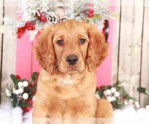 Goldendoodle Puppy for sale in MOUNT VERNON, OH, USA