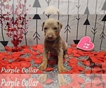 Puppy PURPLE COLLAR Doberman Pinscher