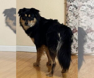 Rottweiler-Siberian Husky Mix Dogs for adoption in Bellingham, WA, USA
