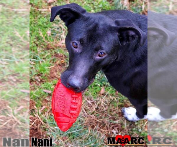 Medium Photo #4 Borador Puppy For Sale in Maryville, TN, USA