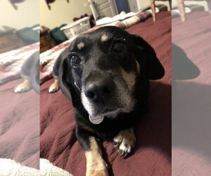 Boo Boo - Female Dachshund-Unknown Mix Dog for Adoption - Photo #6