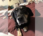 Small #5 Dachshund Mix