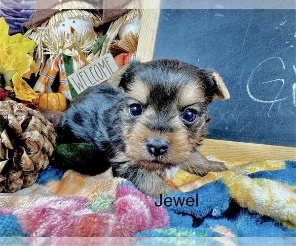 Medium Photo #1 Yorkshire Terrier Puppy For Sale in CASSVILLE, MO, USA