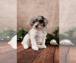 Small #4 Cavapoo (Toy)