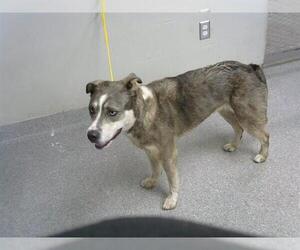 Siberian Husky-Unknown Mix Dogs for adoption in Pasadena, TX, USA