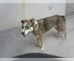 Small Siberian Husky Mix