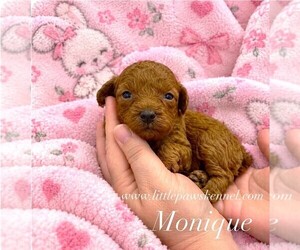Poodle (Toy) Puppy for sale in WINNSBORO, LA, USA