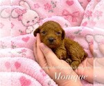 Image preview for Ad Listing. Nickname: Tiny Monique