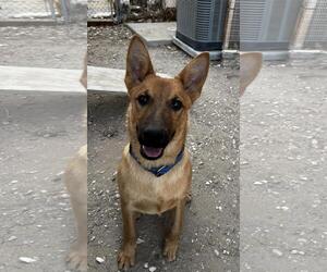 Mutt Dogs for adoption in Incline Village, NV, USA