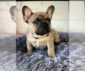 French Bulldog Puppy for sale in NEW WAVERLY, TX, USA