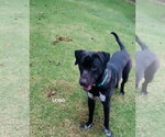 Small #5 Labrador Retriever Mix