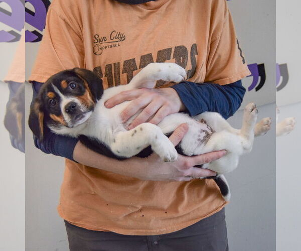 Medium Photo #5 Bagle Hound Puppy For Sale in Huntley, IL, USA