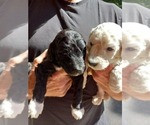 Small Photo #5 Poodle (Standard) Puppy For Sale in NASHVILLE, TN, USA