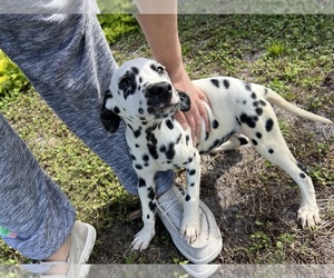 Dalmatian Puppy for sale in PORT SAINT LUCIE, FL, USA