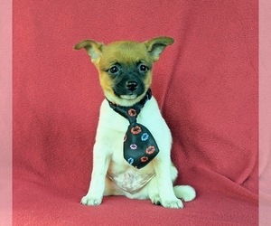 Fox Terrier (Smooth)-Pomeranian Mix Puppy for sale in LEOLA, PA, USA