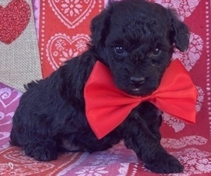 Poodle (Toy) Puppy for sale in LANCASTER, PA, USA