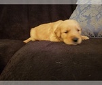 Small Photo #23 Golden Retriever Puppy For Sale in CLAREMORE, OK, USA
