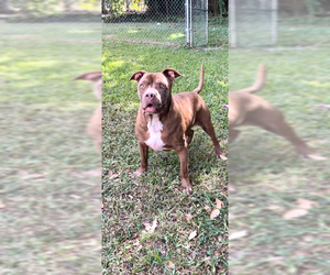 Brady - Male American Pit Bull Terrier Dog for Adoption - Photo #7