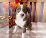 Small Australian Shepherd Mix