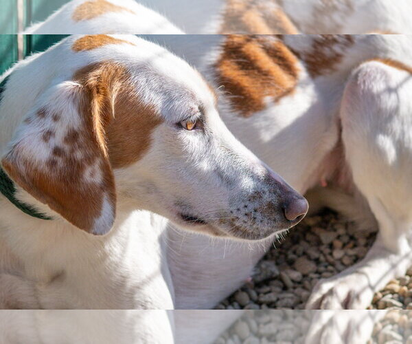 Medium Photo #3 Mutt Puppy For Sale in Hilton Head, SC, USA