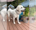 Small #7 Great Pyrenees