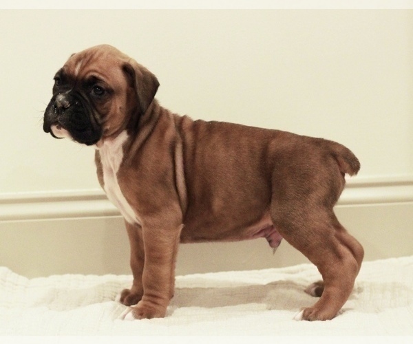 Medium Photo #2 Boxer Puppy For Sale in DENVER, PA, USA