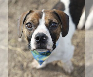 Beagle-Unknown Mix Dogs for adoption in San Antonio, TX, USA
