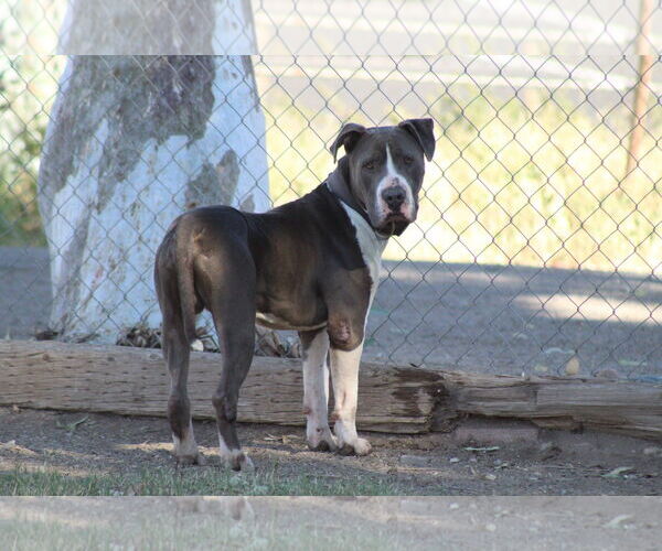 Medium Photo #1 Mastiff-Unknown Mix Puppy For Sale in El Centro, CA, USA
