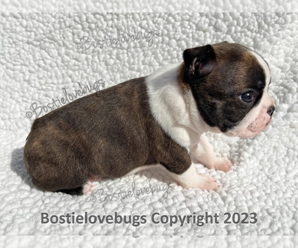 Medium Photo #9 Boston Terrier Puppy For Sale in ODENVILLE, AL, USA