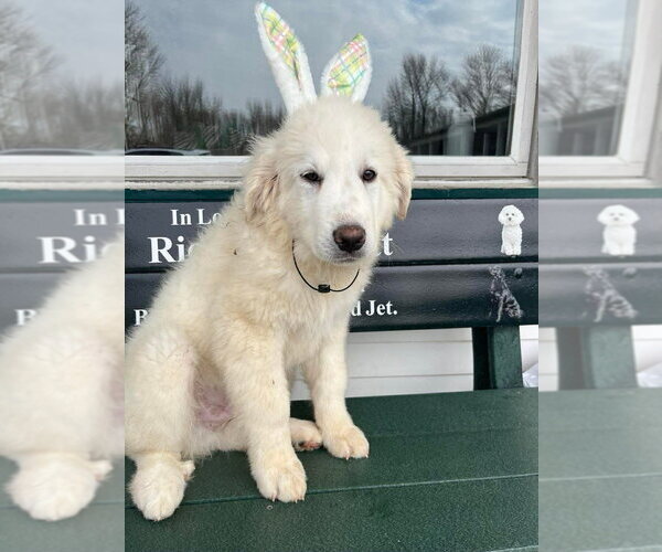 Medium Photo #2 Great Pyrenees Puppy For Sale in Osgood, IN, USA