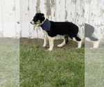 Small Photo #7 Texas Heeler Puppy For Sale in CENTRALIA, IL, USA