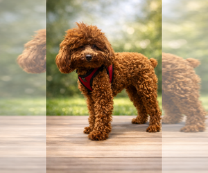 Father of the Goldendoodle mix (+ Poodle Miniature) puppies born on 01/05/2026