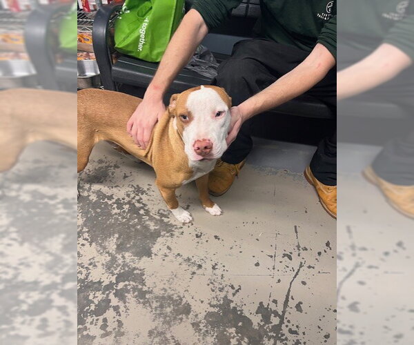 Medium Photo #1 American Staffordshire Terrier-Unknown Mix Puppy For Sale in Tallahassee, FL, USA