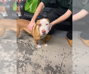 American Staffordshire Terrier-Unknown Mix Dogs for adoption in Tallahassee, FL, USA