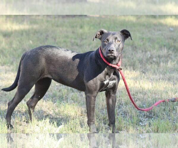 Medium Photo #1 Mutt Puppy For Sale in El Centro, CA, USA