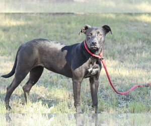 Mutt Dogs for adoption in El Centro, CA, USA