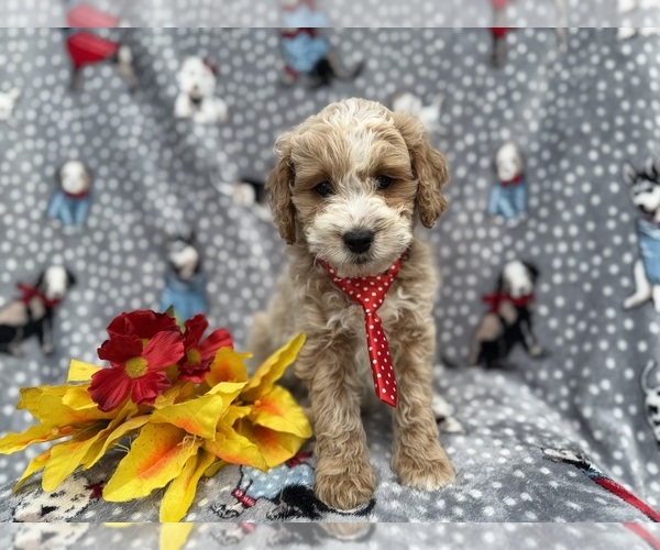 Medium Photo #4 Cock-A-Poo Puppy For Sale in LAKELAND, FL, USA