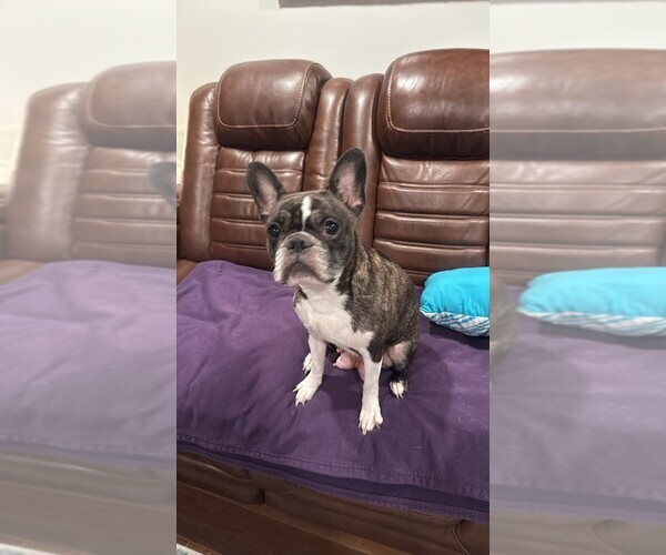 Medium Photo #1 Faux Frenchbo Bulldog-French Bulldog Mix Puppy For Sale in MOUNDRIDGE, KS, USA